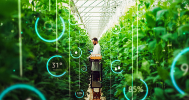 A person examining foliage in a greenhouse