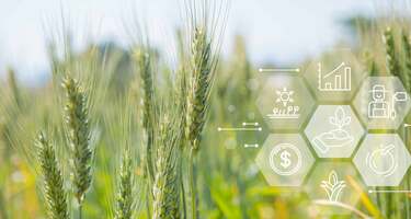 Wheat field with icons for farming, growth, finance, and sustainability.