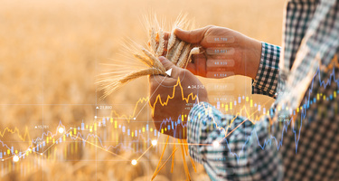 Farmer holding grains in sun backdrop